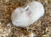 Four beautiful Netherlan dwarfs