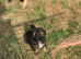 Caucasian Shepherd x German Shepard puppies