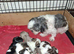 Imperial dobie shih tzu