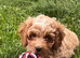 F2 COCKAPOO GIRL READY NOW