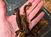 Borneo Cat Gecko at Birmingham Reptiles