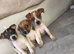 Jack Russell pups