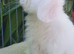 Baby mini lop girl available now