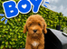 Asian maltipoo 3 boy&2 girl