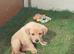 Labrador puppies for sale