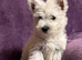 West Highland Terriers