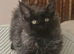 Maine Coon boy