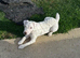 Jack Russell Bitch Puppy for sale