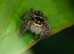 Jumping Spiders at Birmingham Reptiles