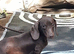Beautiful 11 month old she is a Kinenchen smaller than miniature girl.
