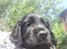 2 boys available in 2 weeks. DWKC registered.