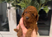 Beautiful kc poodles available