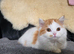 Two remaining lovely Highland straight kittens available