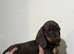 For sale 8weeks old dashund boy