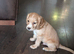 3 golden working cocker spaniels left