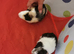 2 baby guinea pigs