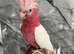 Friendly Baby HandReared Super Tame Cuddly Lutino Galah Parrot,31