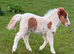 Registered mini filly