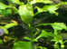 15xbeautiful fast-growing plants 7-15 cm each. Fast delivery within mainland UK.*BUY 3 Get 1 FREE *