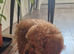 Red Toy Cavapoo Boy