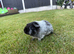 Guinea Pig Sow For Sale