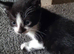 Kittens 8 weeks old ready to go