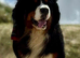 DUE THIS WEEK WAITING LIST OPEN ULTRA BERNEDOODLES