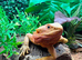 Adult Female Hypo Red Citrus Bearded Dragon at Birmingham Reptiles