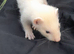Micro Ferret