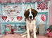 Saint Bernard