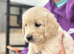 Beautiful golden retriever babies
