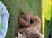 Asian f1 maltipoo