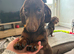 BISCUIT &ndash; PROVEN STUD DOG AVAILABLE