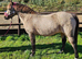 Cuddles The Super pony - seeks the best home