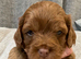 Rare tiny Asian poodle cross deep red puppies