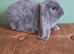 Beautiful French Lop Babies