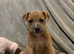 Staffy X puppies