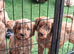 Stunning red F1 Cockapoo puppies