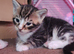 Not ready yet loving forever homes only