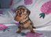 Kc Miniture dachshund puppy's