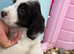 Cockapoo puppies, boys and girls
