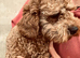Two Stunning DNA hereditary clear RED Cavapoo female puppies 7 months old