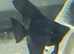 Platinum and Black Lace Angelfish £10 each