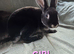 Last 3 mini rex