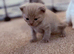 British shorthair kittens