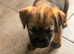 Border terrier puppys