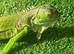 Iguan