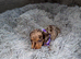Miniature Dachshund Puppies for Sale