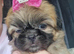 Shih Tzu girl