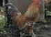 Stunning Mille Fleur Bantam Cockerel